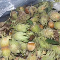 فندق
