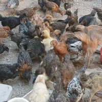 جوجه نیمچه ۴۵ روزه گلپایگانی مرندی