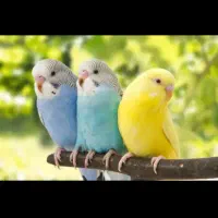 مرغ عشق نر و ماده و جفت و طوطی کوتوله