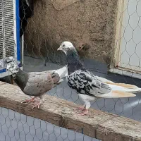 نروماده گرفتنی تیر ماه