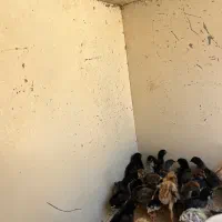 جوجه گلین ۲۰ روزه
