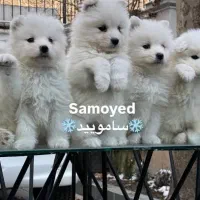 پرورش تخصصی نژاد سامویید کیفیت ++A