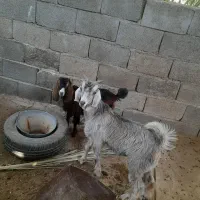 دو عدد کهره نروماه فروش