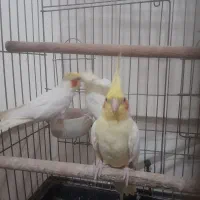 عروس هلندی