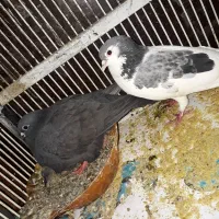 کفتر مفت فقط با عروس هم میزنم مفت مفت
