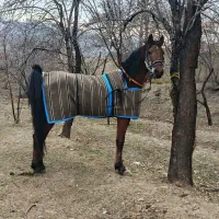 نریون جوان