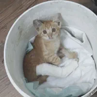 گربه