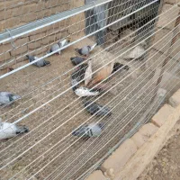 کبوتر