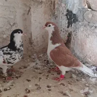 کبوتر