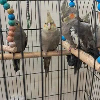 عروس هلندی