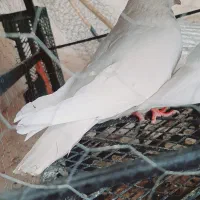 کبوتر کل خال