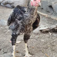 خروس لاری