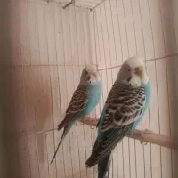 مرغ عشق معاوضه با فنچ
