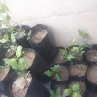 نهال پسته