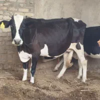 گاو ماده