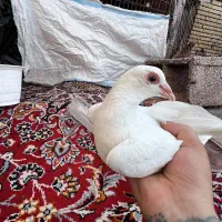 کفتر دم گلی