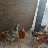 مرغ بومی