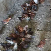 نیمچه مرغ گلپایگانی اصلاح نژاد ۶۱ روزه