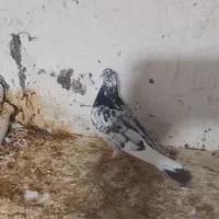 کبوتر