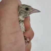 جوجه سهره ناب