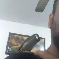 قناری نخلی