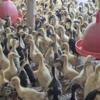 اردک گوشتی درجه یک