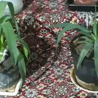 گلدان خرما