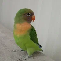 طوطی اهلی