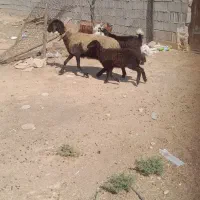 شیشک افشاری  بابره