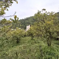 زمین-متراژ-بالا-در-رامسر