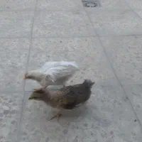 دو عدد جوجه سالم و سرحال