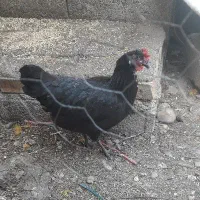 مرغ سیاه