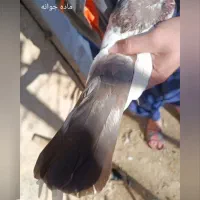 کله دمی