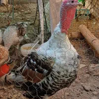 بوقلمون نر ارگانیک