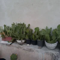 گل کاکتوس