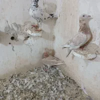 مقلف معاوضه با آلمانی