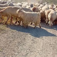 بزغاله چاق