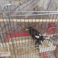 مرغ مینا