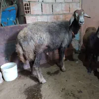 قوچ