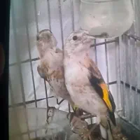 جوجه سهره چونه روباه پاک خوش ذات نر صد در صد تضمین