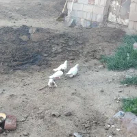 کفتر|پرنده|ایلخچی, |دیوار