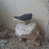 زاغ مایدوم عالی