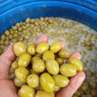 زیتون درجه یک طارم روغن زیتون درجه یک خالص رودبار
