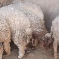 4راس بره نر مخصوص پروار