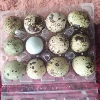 تخم مرغ و تخم بلدرچین