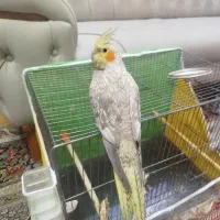 عروس هلندی دستی