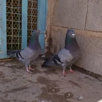 کبوتر تهرانی