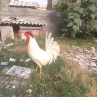 خروس