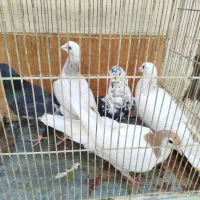 دوعدد جوجه و کفتر بزرگ