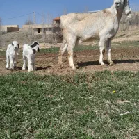 بز با دوتا بزغاله نر